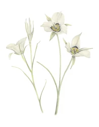 Lys Mariposa