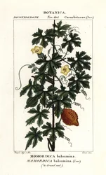 Concombre africain, Momordica balsamina