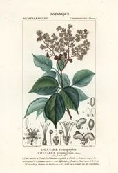 Agelaea pentagyna