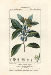 Arbousier, Morella pubescens