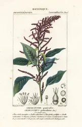 Amarante sanguine, Amaranthus cruentus