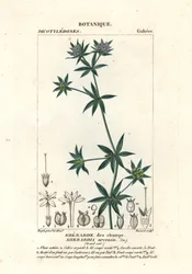 Sherardia arvensis