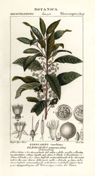 Frêne bleu, Elaeocarpus cyaneus