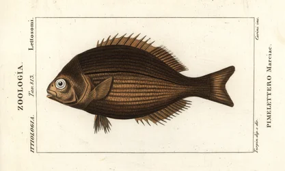 Kyphosus vaigiensis