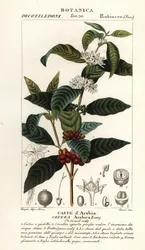 Café, Coffea arabica