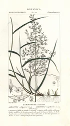 Agrostide commune, Agrostis capillaris