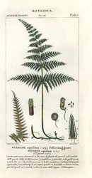 Fougère aigle, Pteridium aquilinum