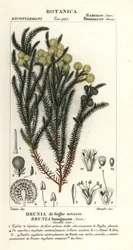 Berzelia lanuginosa