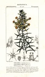 Linaire commune ou linaire jaune, Linaria vulgaris