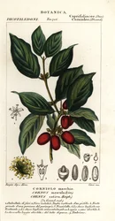 Cornouiller mâle, Cornus mas