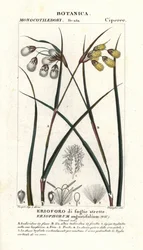 Linaigrette, Eriophorum angustifolium