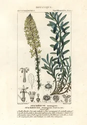 Bougies crémeuses, Stackhousia monogyna