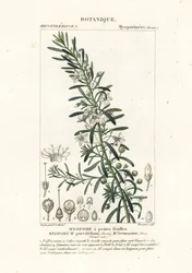 Myoporum parvifolium