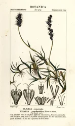 Mésquite bouclée, Hilaria cenchroides