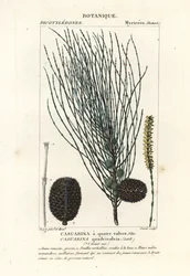 Casuarina verticillée, Allocasuarina verticillata