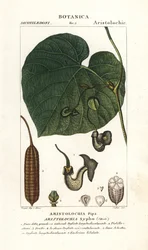Aristoloche siphon, Aristolochia macrophylla