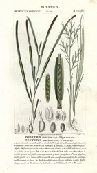 Zostère marine, Zostera marina