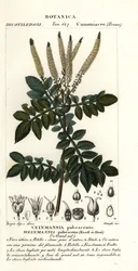Weinmannia pubescens