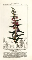 Salicaire européenne, Lythrum virgatum