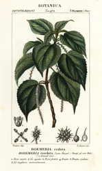 Fausse ortie, Boehmeria caudata