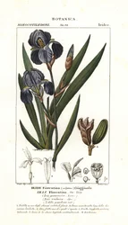 Iris florentin, Iris germanica var florentina