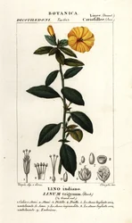 Lin français, Linum trigynum