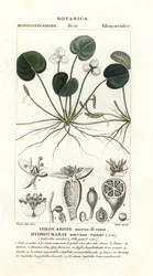 Grenouillette, Hydrocharis morsus-ranae