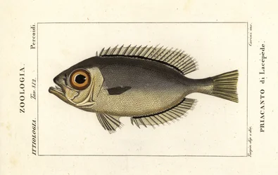 Grand yeux rouges, Heteropriacanthus cruentatus