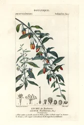 Baie de goji, Lycium barbarum