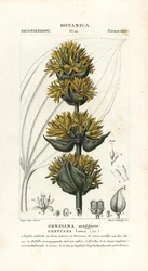 Grande gentiane jaune, Gentiana lutea