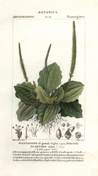 Grand plantain, Plantago major
