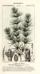 Algues vertes, Chara haitensis