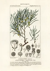 Arbre Gyrostemon ramulosus