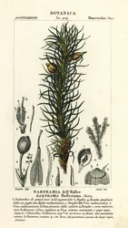 Mousse de pomme de Haller, Bartramia halleriana