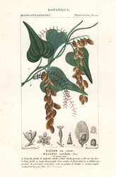 Arbre Himber, Rajania cordata
