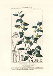 Goodenia ovata