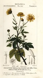 Chrysanthème indien, Chrysanthemum indicum