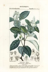 Bois de santal indien, Santalum album, vulnérable