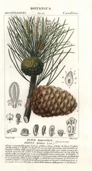 Pin parasol, Pinus pinea, Pino domestico