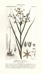 Joncs articulés, Juncus articulatus