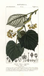 Tilleul ou tilleul argenté, Tilia alba