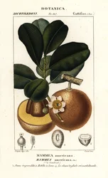 Pomme mammee, Mammea americana