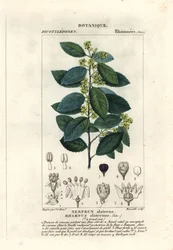 Nerprun méditerranéen, Rhamnus alaternus