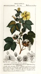 Coton mexicain, Gossypium hirsutum