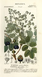 Muttonwood, Turpinia occidentalis