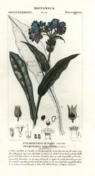 Pulmonaire à feuilles étroites, Pulmonaria angustifolia