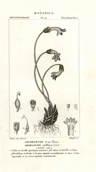 Orobanche uniflore, Orobanche uniflora