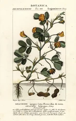 Arachide ou cacahuète, Arachis hypogaea
