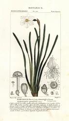 Narcisse des poètes, Narcissus poeticus