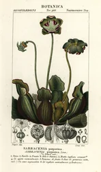 Sarracénie pourpre, Sarracenia purpurea